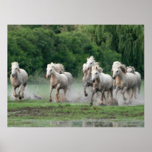 Poster Chevaux de Camargue courant dans l'eau