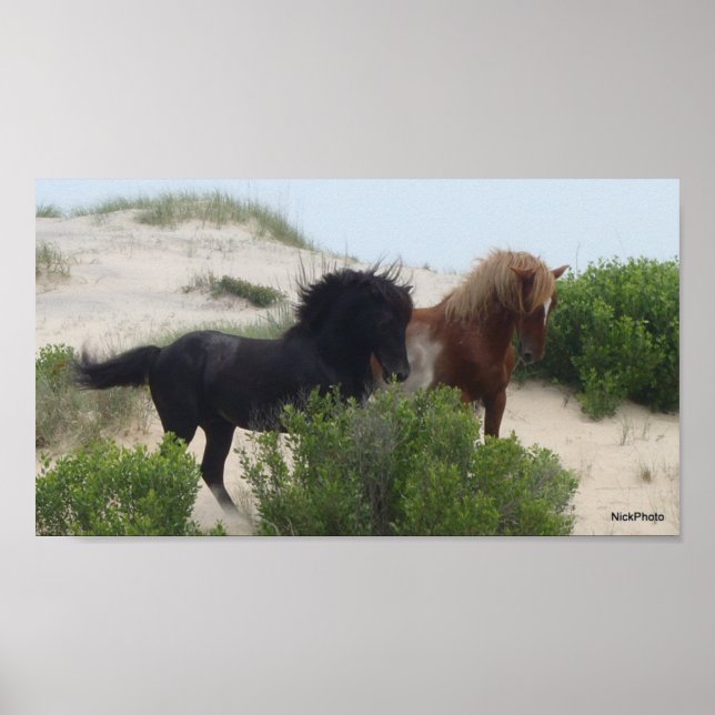 Poster Chevaux de corolle noire et Brown sauvage (Devant)