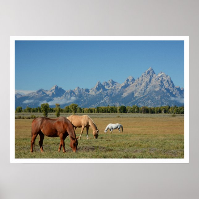Poster Chevaux de pâturage dans le pâturage, Teton Mounta (Devant)