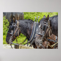 Chevaux de travail étonnants dans le harnais