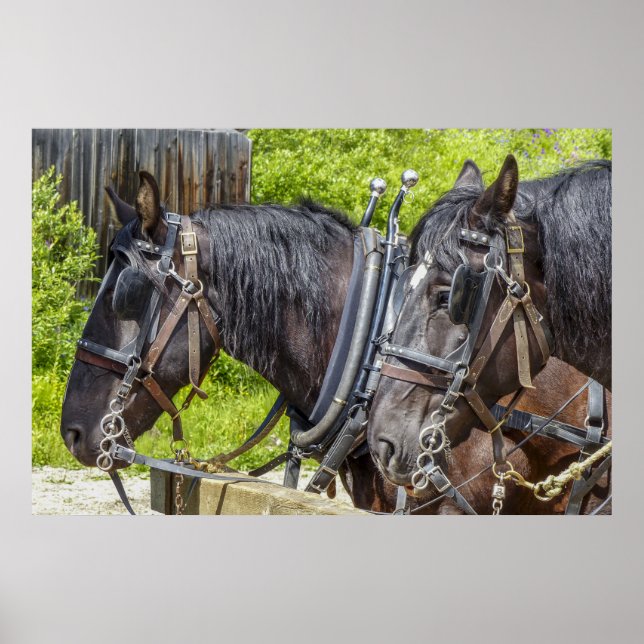 Poster Chevaux de travail étonnants dans le harnais (Devant)