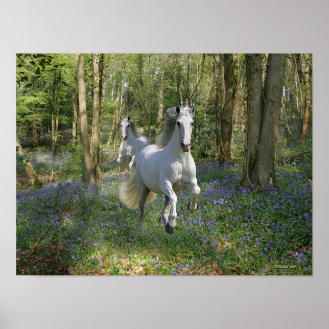 Poster Chevaux d'Imaginaire : Bois de Bluebell (Devant)
