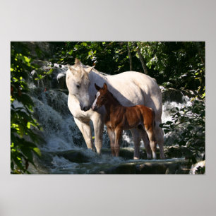 Poster Chevaux d'Imaginaire : Cascade