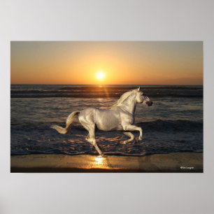 Poster Chevaux d'Imaginaire : Coucher du soleil