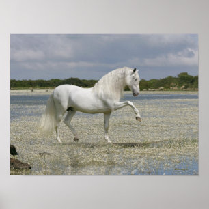 Poster Chevaux d'Imaginaire : Seigneur du lac
