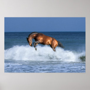 Poster Chevaux d'imaginaire : Selle Francais et mer