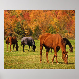 Poster Chevaux en automne