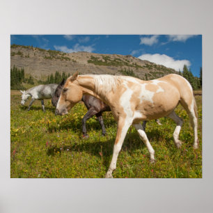 Poster Chevaux et mulets