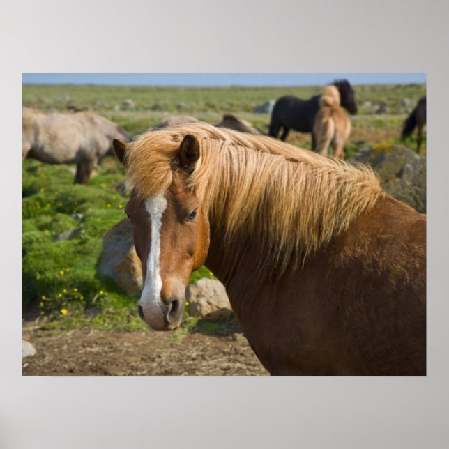 Poster Chevaux islandais dans le nord-est de l'Islande (Devant)