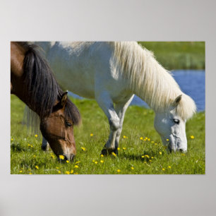 Poster Chevaux islandais dans l'ouest de l'Islande.
