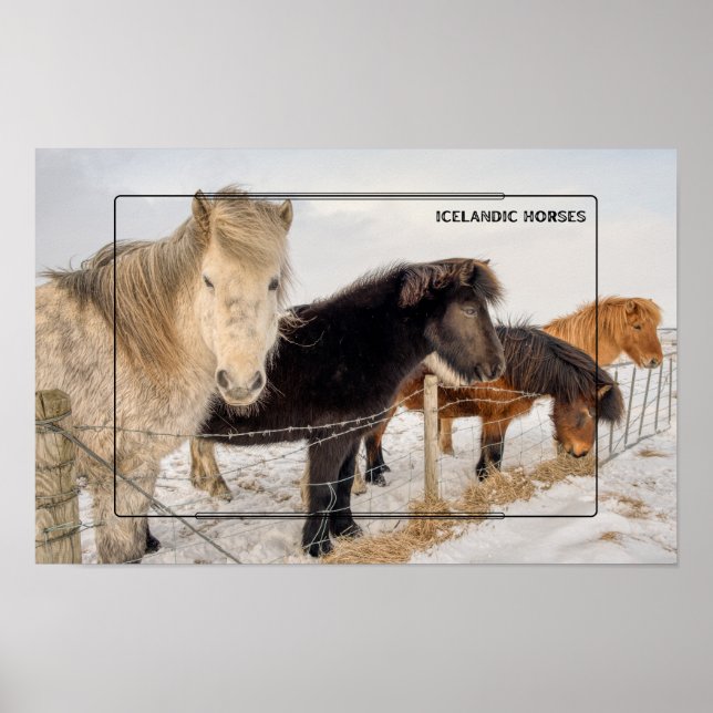 Poster Chevaux islandais en hiver (Devant)