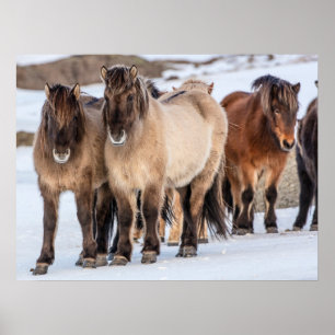 Poster Chevaux islandais en hiver près de Hofn, Islande