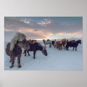 Poster Chevaux islandais en neige Islande Photo