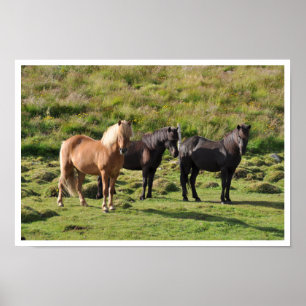 Poster Chevaux islandais en pâturage