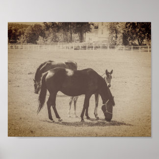 Poster Chevaux Jument et Poulain Sépia Brun Beaux-Arts