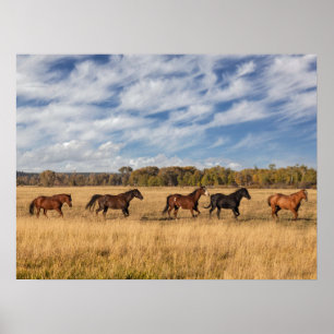 Poster Chevaux juste à l'extérieur du parc national de Gr
