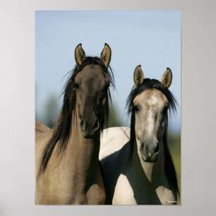 Poster Chevaux Kiger Mustang Se tenant debout
