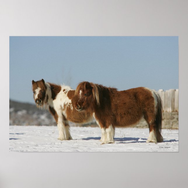Poster Chevaux miniatures debout dans la neige (Devant)