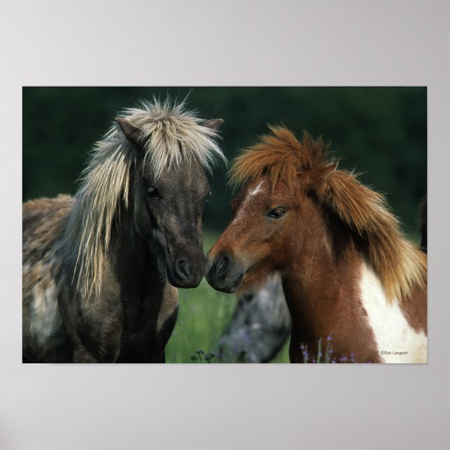 Poster Chevaux miniatures Touchant (Devant)