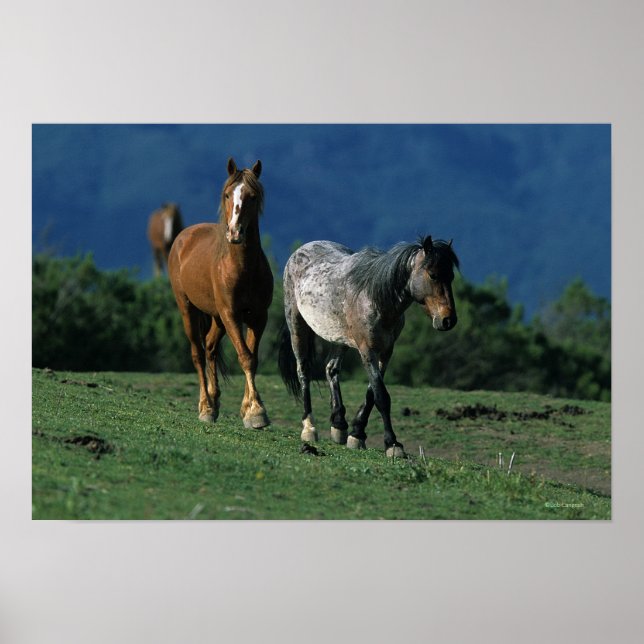 Poster Chevaux Mustang Sauvages (Devant)