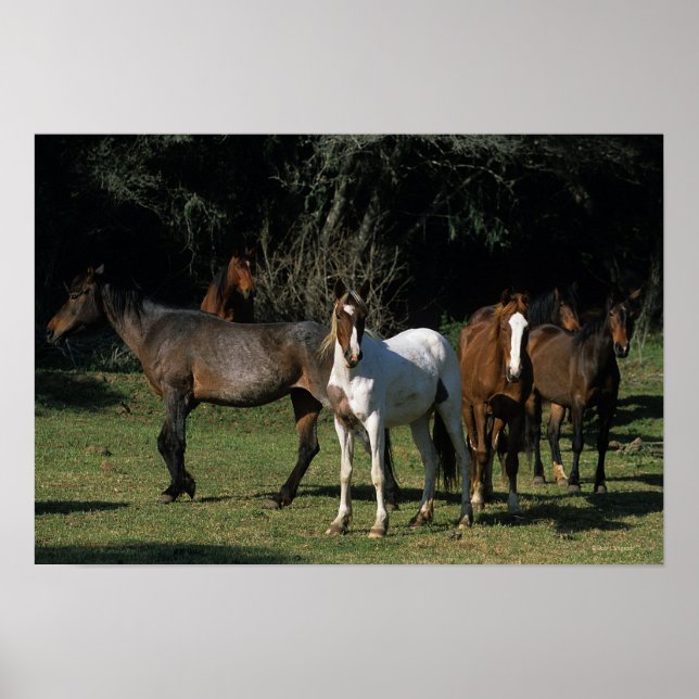 Poster Chevaux Mustang Sauvages 1 (Devant)