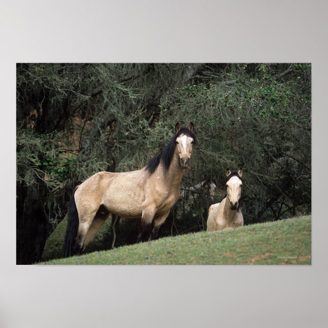 Poster Chevaux Mustang Sauvages 6 (Devant)