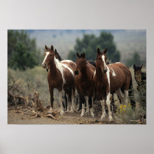 Poster Chevaux Mustang Sauvages 7