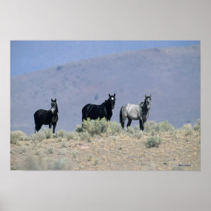 Poster Chevaux Mustang sauvages dans le désert 3