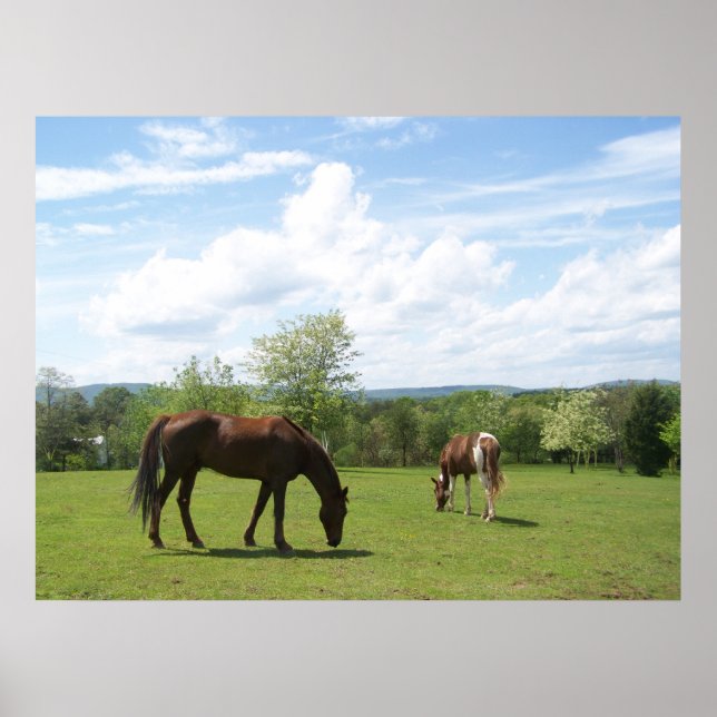 Poster Chevaux pâturant sur les champs Beau ciel (Devant)