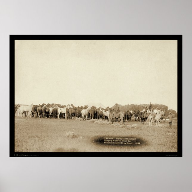 Poster Chevaux roulés par Cowboys SD 1887 (Devant)