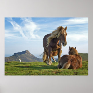Poster Chevaux sauvages