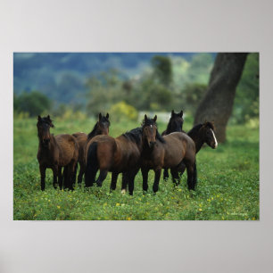 Poster Chevaux sauvages 3 de mustang