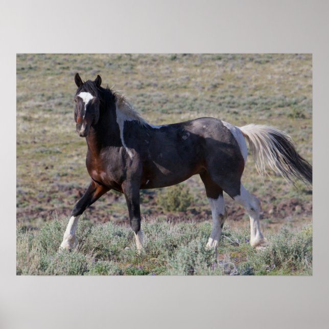 Poster Chevaux sauvages après un bain de poussière (Devant)