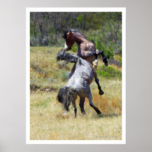 Poster Chevaux sauvages combattant Theodore Roosevelt NP