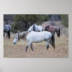 Poster Chevaux sauvages dans le parc national Theodore Ro
