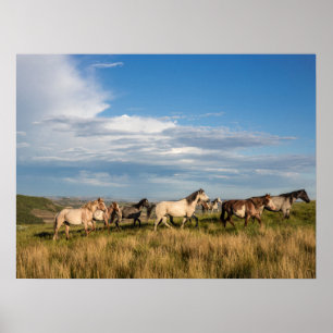 Poster Chevaux sauvages dans le parc national Theodore Ro