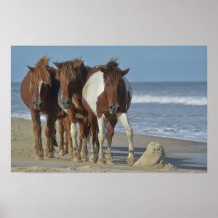 Poster Chevaux sauvages de Chincoteague, plage de l'île d