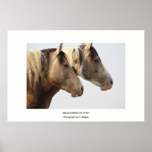 POSTER CHEVAUX SAUVAGES DE PHOTOS DE L'UTAH