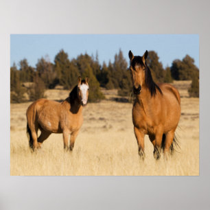Poster Chevaux sauvages, montagnes de Steens
