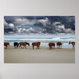 Poster Chevaux sauvages Outer Banks Corolla NC