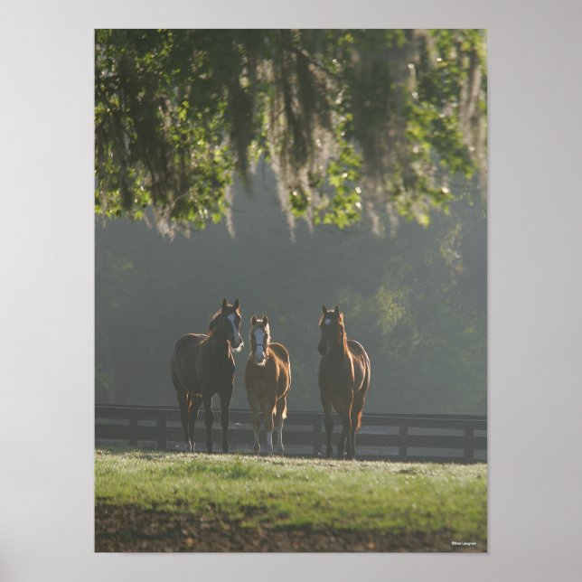Poster Chevaux trois quarts debout dans la fosse (Devant)