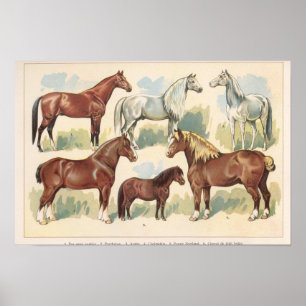 Poster Chevaux vintages