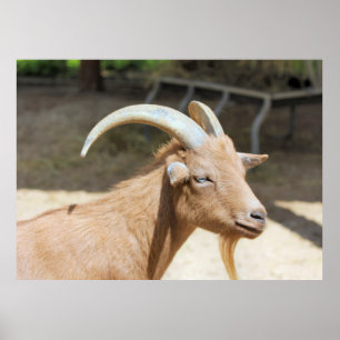 Poster Chèvre