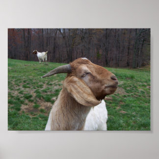Poster Chèvre