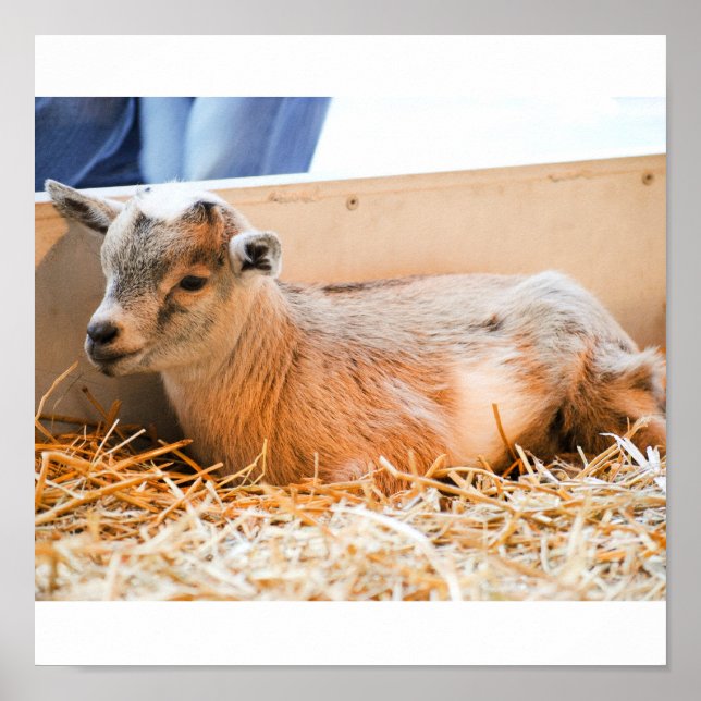 Poster Chèvre bébé (Devant)