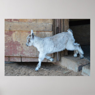 Poster Chèvre Bébée Blanche Quittant La Grange