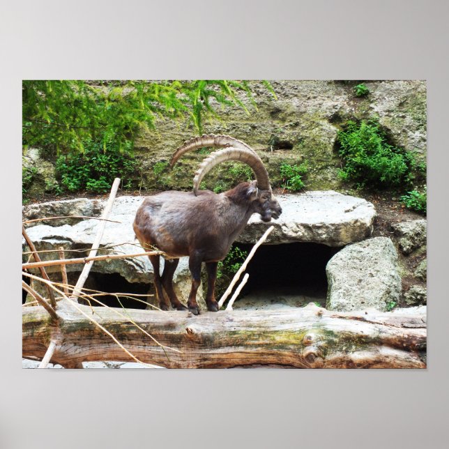 Poster Chèvre de montagne (Devant)