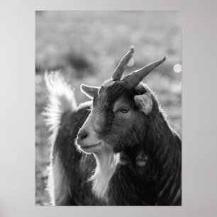Poster Chèvre majestueuse avec cornes dans la nature