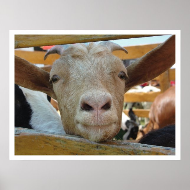 Poster Chèvre mignonne (Devant)
