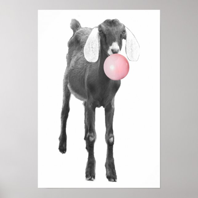 Poster Chèvre mignonne noir blanc bulle gomme nourrisson  (Devant)